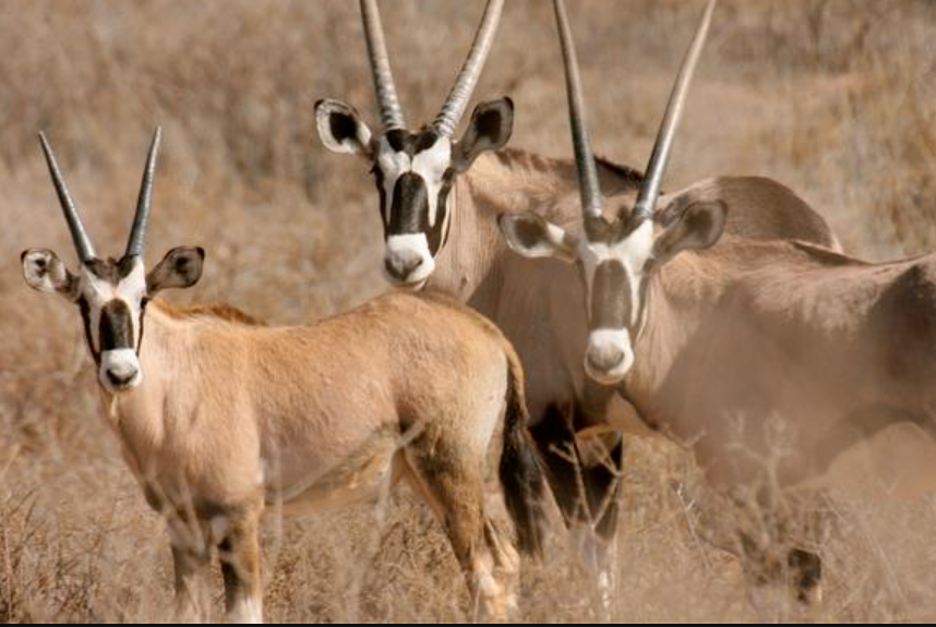 Gemsbok National Park (Kgalagadi), Southwest Botswana, Botswana
